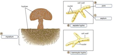 2 Fungal Roles