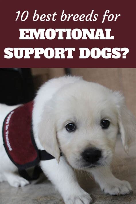 10 Best Emotional Support Dog Breeds For Anxiety Parade Pets