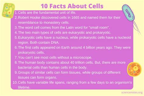 10 Facts About Bacterial Cells Fact File