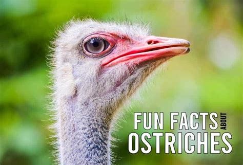 10 Fun Facts About Ostriches Swift Runners Of The Plains Ultimate