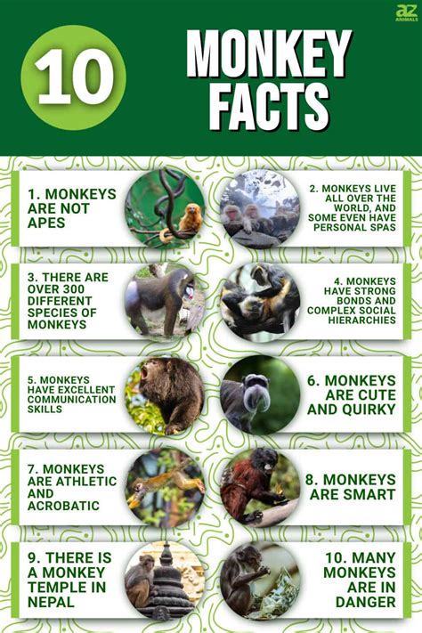 10 Incredible Monkey Facts A Z Animals