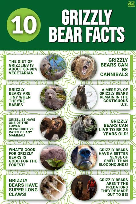 10 Interesting Grizzly Bear Facts My Interesting Facts
