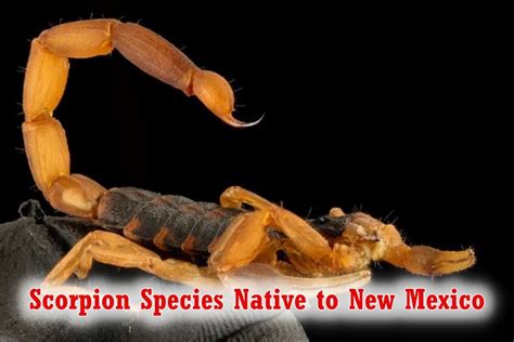 10 New Mexico Scorpions How Many Are Dangerous To Humans Howitsee