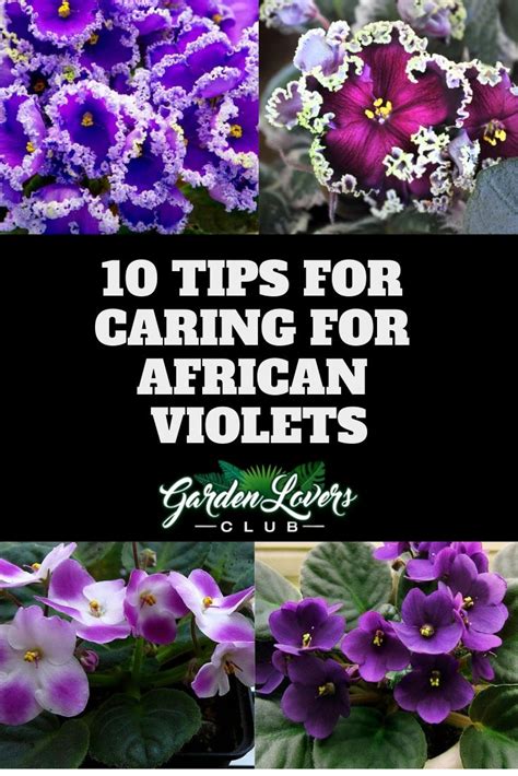10 Tips For Caring For African Violets Garden Lovers Club