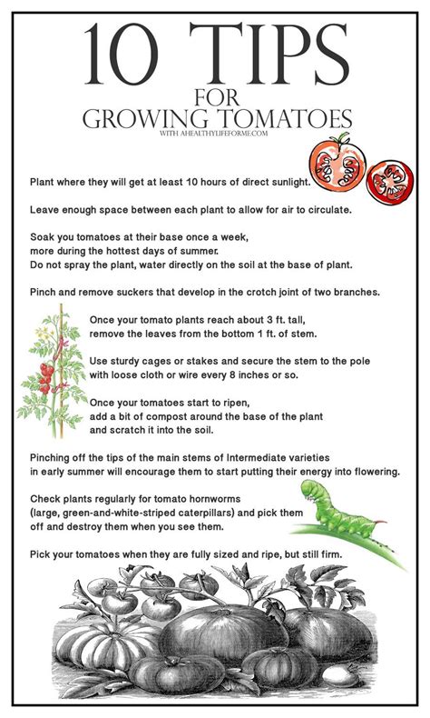 10 Tips For Growing Tomatoes A Healthy Life For Me