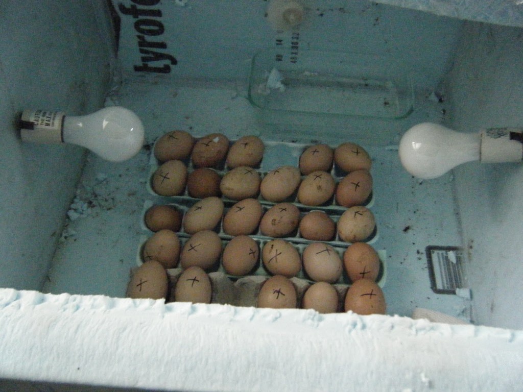10 Tips For Hatching Chicken Egg In An Incubator The Poultry Guide