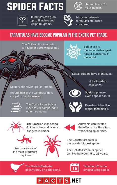100 Interesting Spider Facts About The World S Most Feared Animal
