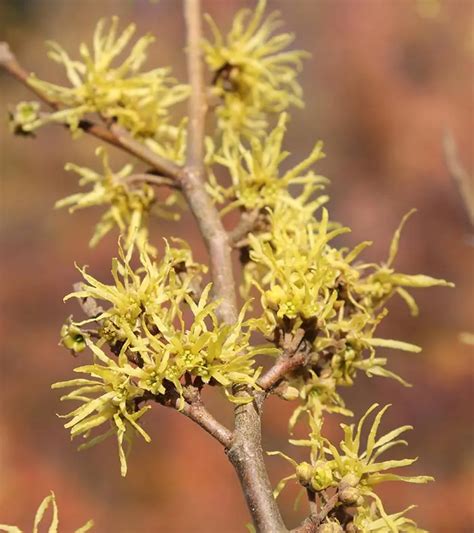 100% Natural Witch Hazel - American Distilling