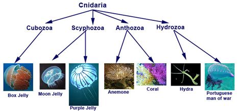 11 5 Cnidarians Biology Libretexts