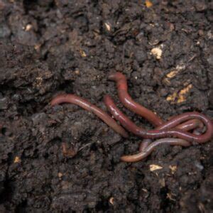 11 Best Worms For Salmon Fishing You Should Know Tetra Hook