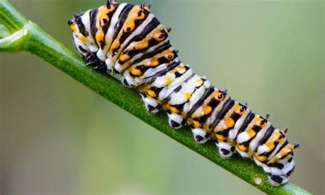 12 Poisonous Caterpillars That Will Actually Kill You