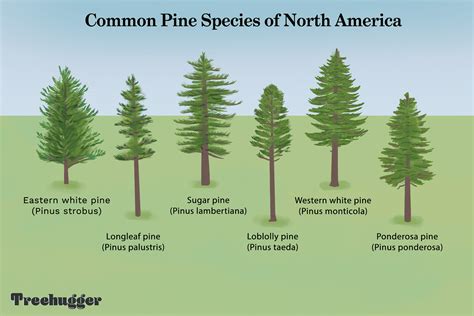 13 Most Common North American Pine Species