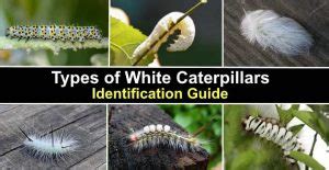 14 Types Of White Caterpillars Including Fuzzy Pictures And