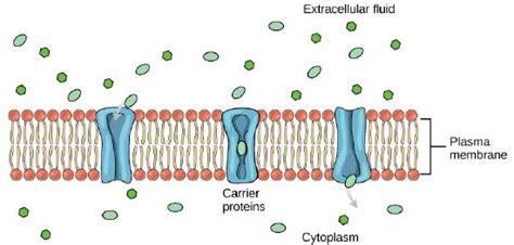 15 3 Membrane Transport With Selective Permeability Biology Libretexts