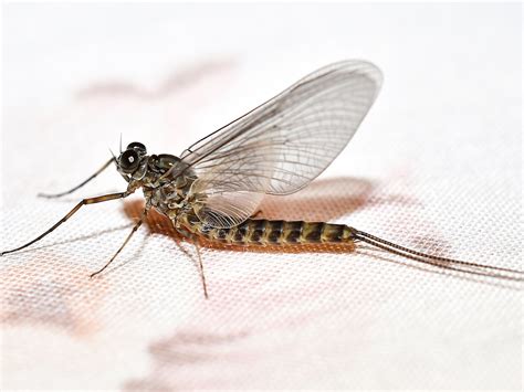 15 Facts About Mayflies Facts Net