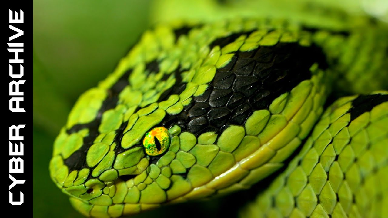 15 Most Venomous Snakes In The World Youtube