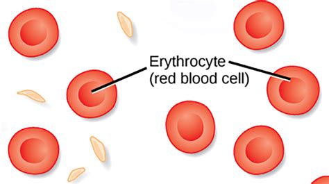 16 3 Erythrocytes Medicine Libretexts