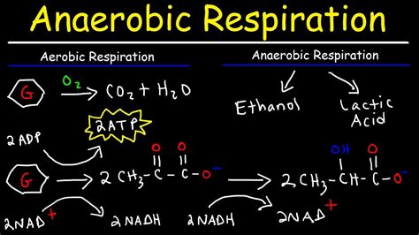 16 Intriguing Facts About Anaerobic Respiration Facts Net
