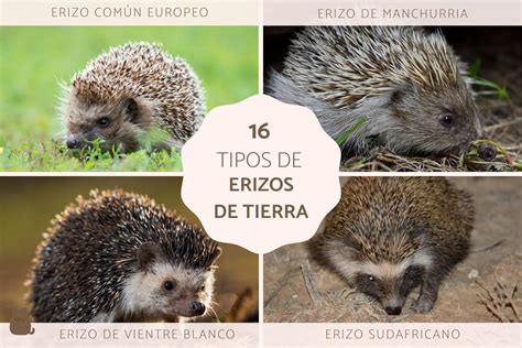 16 Tipos De Erizos Nombres Caracter Sticas Y Fotos