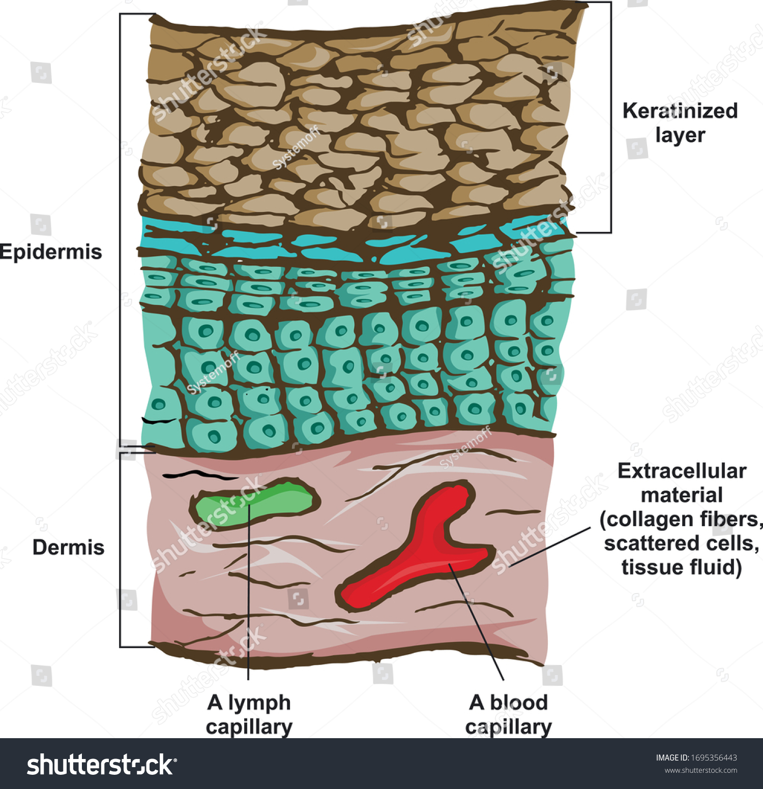 20 Keratinized Epithelium Fotograf As De Stock Fotos E Im Genes