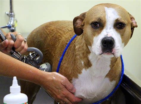 24 Hour Emergency Care For Dogs Carsfi