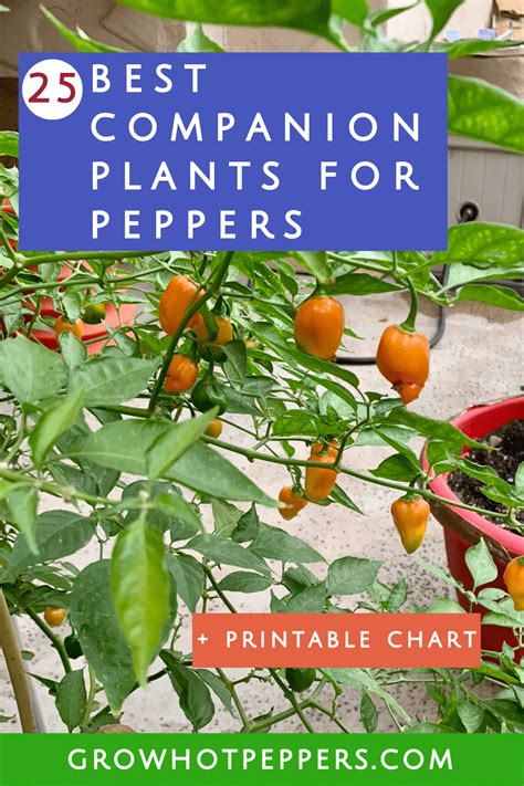 25 Best Companion Plants For Peppers What To Avoid Printable Chart