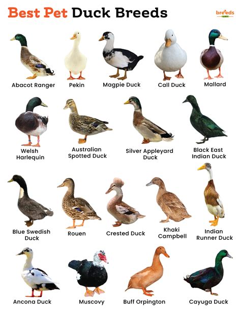 27 Safe And Delicious Duck Treats Backyard Ducks Pet Ducks Duck Breeds