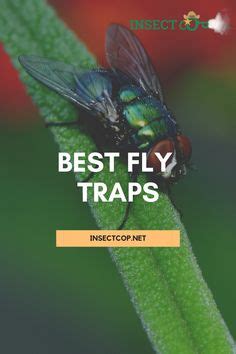 28 Flies And Fly Control Ideas Fly Control Repellents Flying