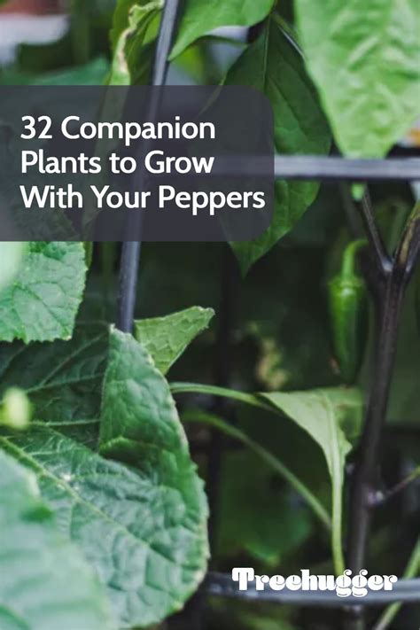 32 Companion Plants To Grow With Your Peppers