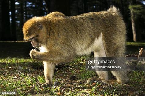 33 Are Monkeys Omnivores Stock Photos High Res Pictures And Images