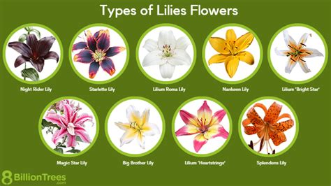 35 Types Of Lilies Flowers How To Identify Lily Flowers By Shape