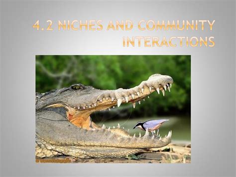 4 2 Niches And Community Interactions Ppt Download