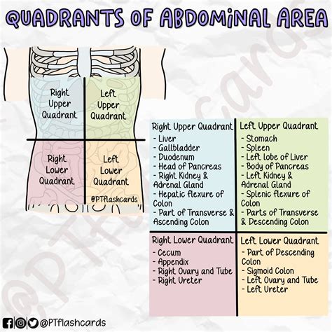 4 Quadrants Of Abdomen