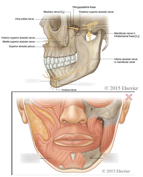 4 Trajectory Of Mental Nerve Diagram Quizlet