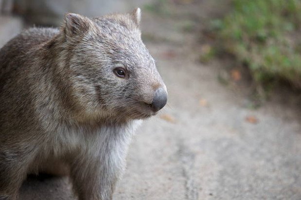 40 Interesting Wombats Facts Superior Facts The Real And Quick