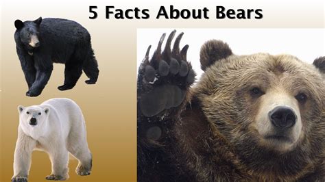 5 Facts About Bears For Kids Youtube