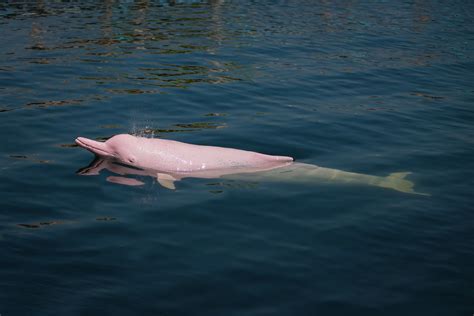 5 Facts About The Amazon Pink River Dolphin