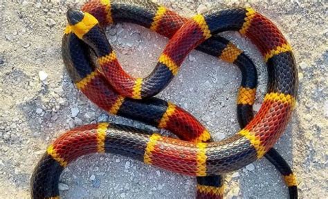 5 Facts About The Texas Coral Snake That Might Surprise You