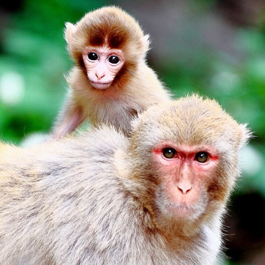 5 Fascinating Facts About Japanese Macaques Youtube
