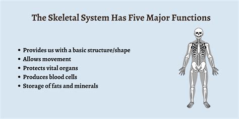 5 Functions Of The Skeleton