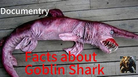 5 Jaw Dropping Facts About Goblin Sharks Shortsvideo Facts Youtube
