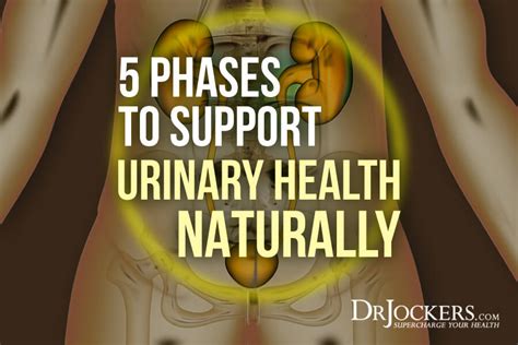 5 Phases To Support Urinary Health Naturally Drjockers Com Uti