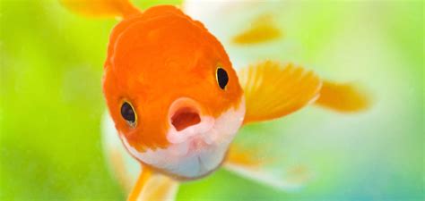 5 Ways To Find Focus In The Distraction Economy Fast Company