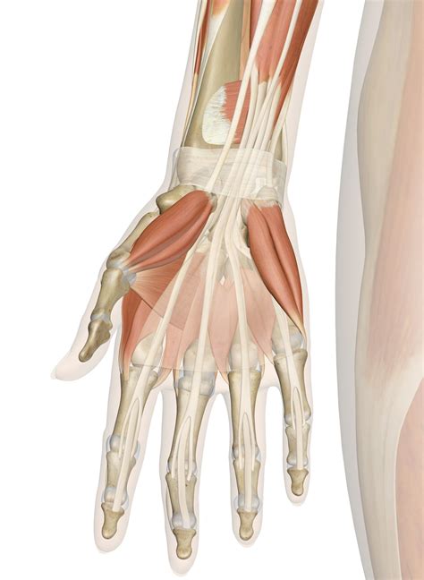 53 Hand Muscle Diagram Letitiafranki