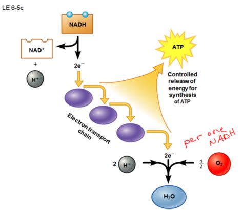 6 5 Nadh Passes Electrons To An Electron Transport Chain Etc