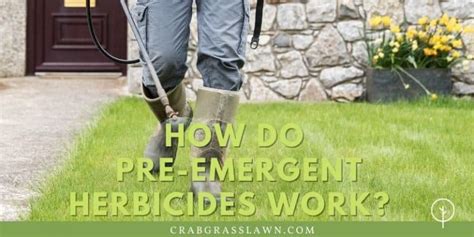 6 Best Pre Emergent Herbicides For Lawns How To Apply Pre Emergents