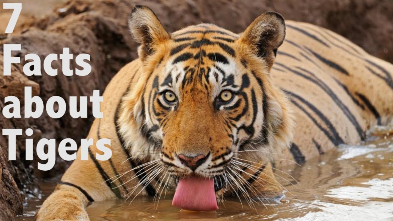 64 Magnificent Tiger Facts Fun Facts About Tigers Tiger Facts Fun
