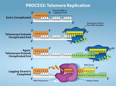 7 6 Dna Replication In Eukaryotes Biology Libretexts