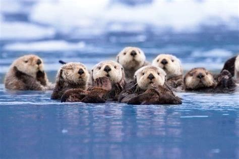 7 Otter Facts The World S Best Animal Revealed