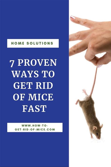 7 Proven Ways To Get Rid Of Mice Fast And Keep Them Away